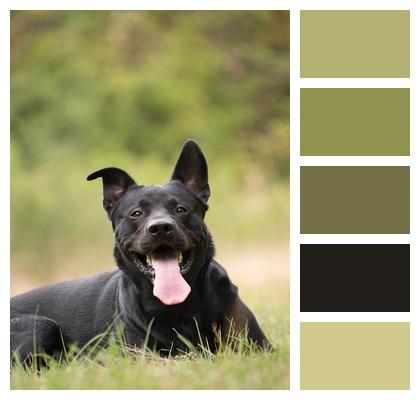 German Sheprador Black Dog Dog Image